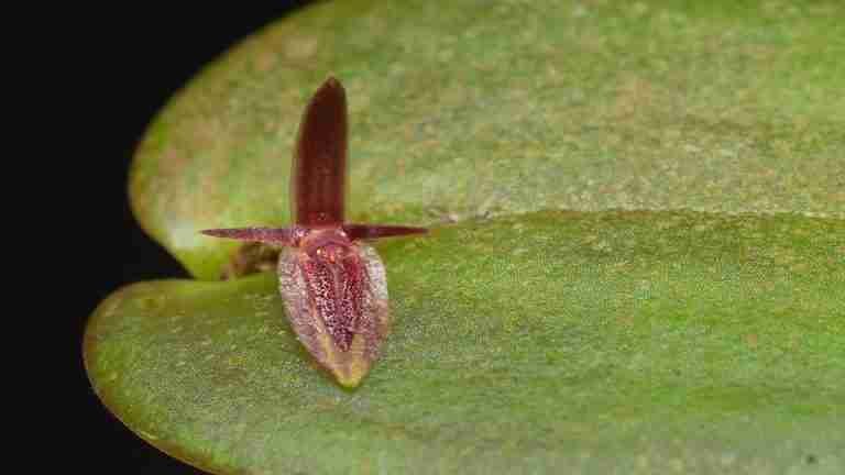 Especies de orquídeas descubiertas fueron nombradas como Petro y Francia Márquez