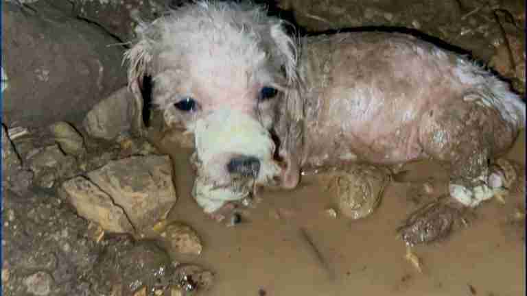 Perrita amarrada y abandonada en el Cauca ya tiene hogar