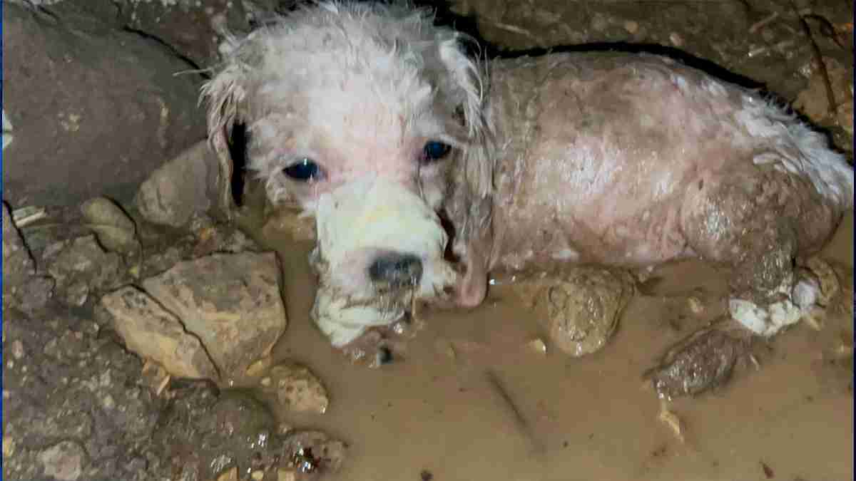 Perrita amarrada y abandonada en el Cauca ya tiene hogar