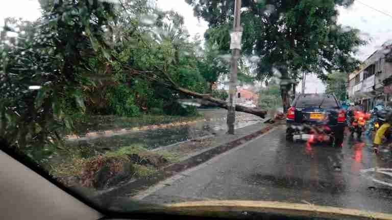 Árbol caído en Guayabal bloqueó la vía