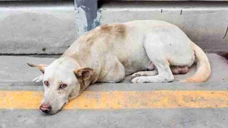 Durante este año, más de 700 animales de compañía han sido abandonados en Medellín