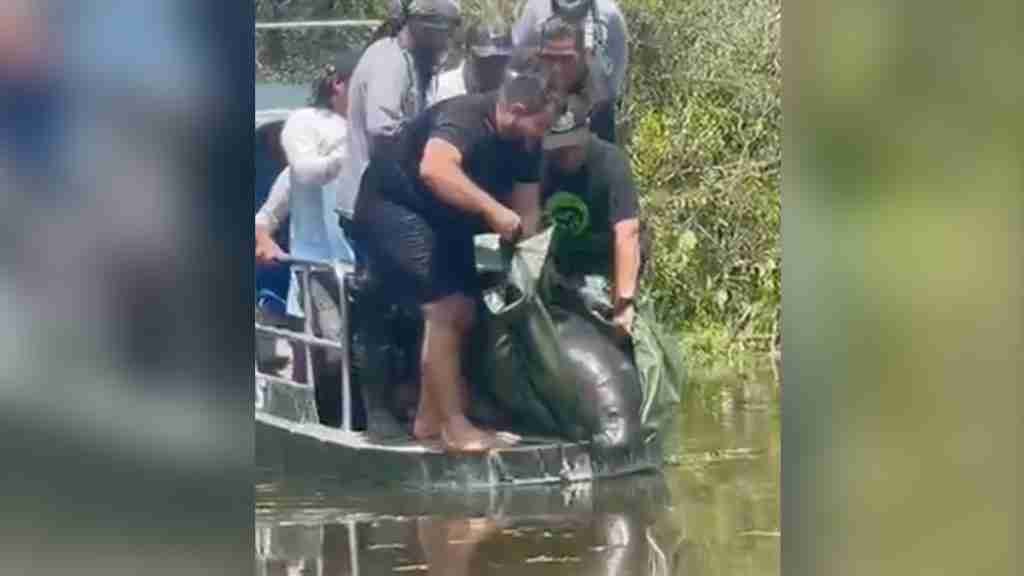 Personas depositando en el agua a un manatí que está en una bolsa