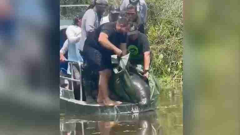 ¡Hay esperanza! Manatí fue devuelto a su hábitat después de seis años