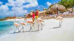 flamencos en una playa
