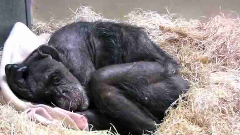 Chimpancé terminal recibe consuelo en el reencuentro con su cuidador