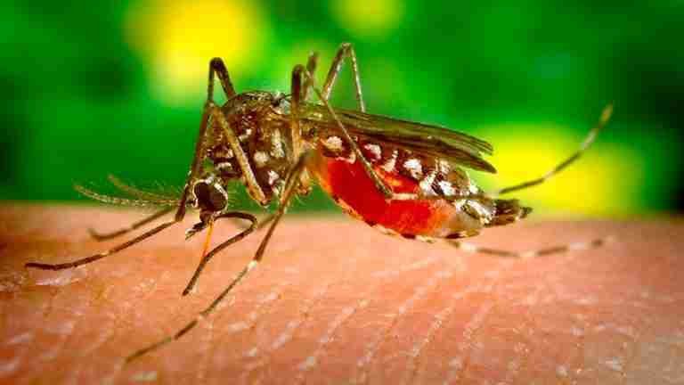 ¡Pilas! Aumentan casos de dengue en Medellín
