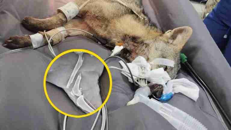Exitosa cirugía salva la vida de un zorro atropellado en Rionegro, Antioquia