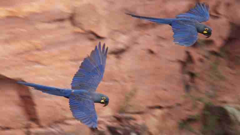 Guacamayas en peligro de extinción detienen parque eólico en Brasil