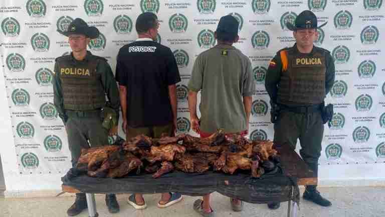 En el Bajo Cauca fueron incautados 50 kilos de carne de chigüiro. Dos personas fueron capturadas