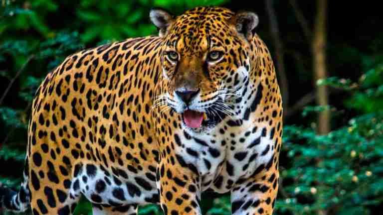 A tiros cazadores mataron a un jaguar en Ciénaga, Magdalena