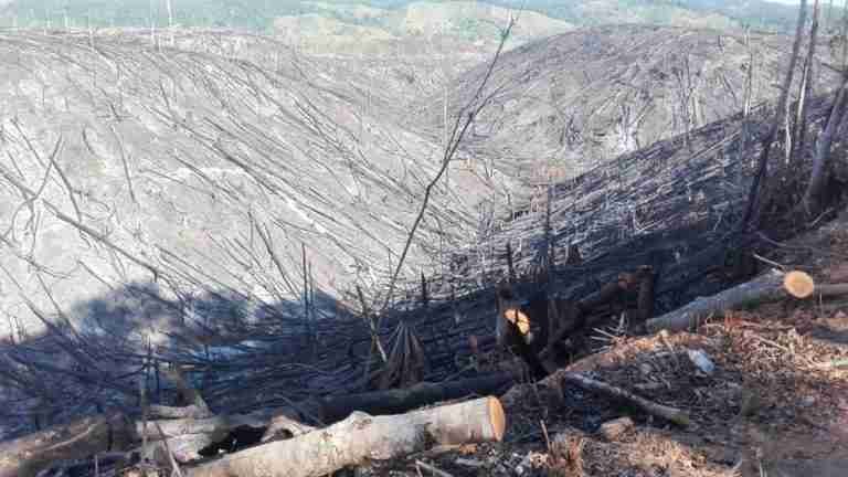 Corantioquia alerta sobre alta deforestación en municipios de Antioquia