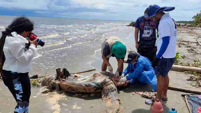 ¡Lamentable! Tortuga caná fue encontrada muerta en las playas de Necoclí. Habría sido atropellada