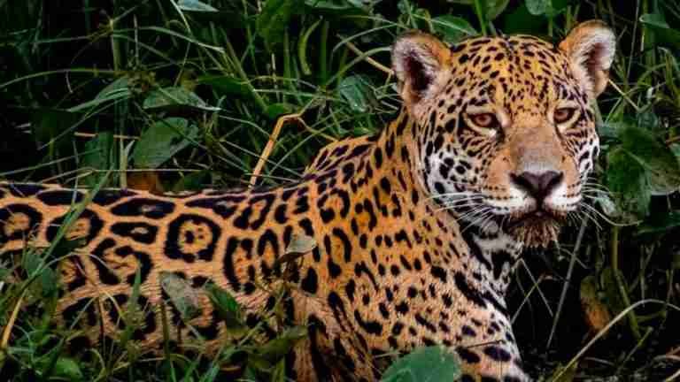 Recompensa de hasta $20 millones por información que permita identificar a los responsables de la caza de dos jaguares en Ituango