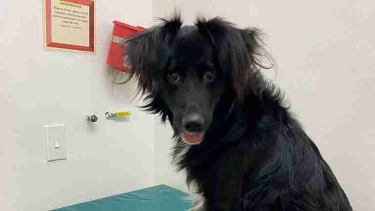 Salvador, el perro atropellado en Marinilla, recibió cirugía y apoyo gracias a la comunidad animalista