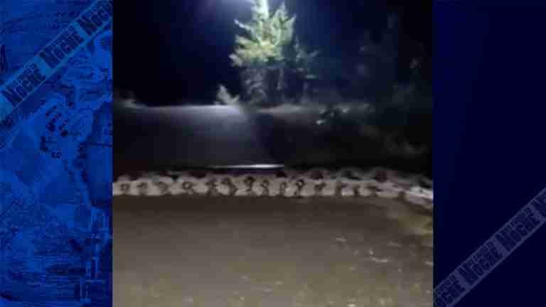 ¡Falsa alarma! video viral de una boa cruzando una carretera NO es en Jericó