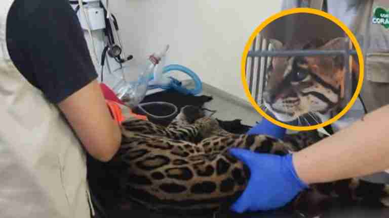 Ocelote fue sacrificado por deterioro de su salud