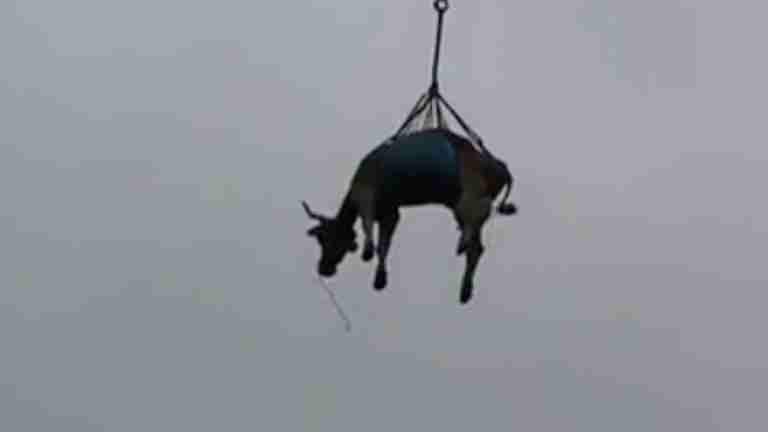 Así transportaban a las vacas para ir al veterinario en el 2021 desde las montañas de Suiza 