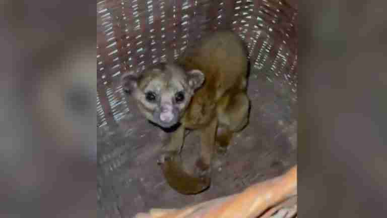 Perro de monte rescatado recibe atención del Área Metropolitana del Valle de Aburrá