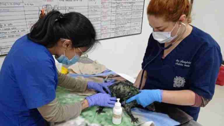 Una zarigüeya y sus cinco crías murieron tras ser atacadas con un químico en el Carmen de Viboral