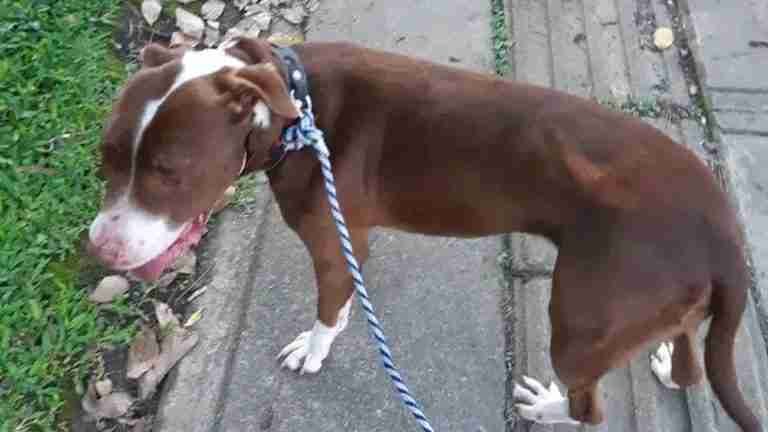 Servicio social: perrita busca a sus dueños en Medellín