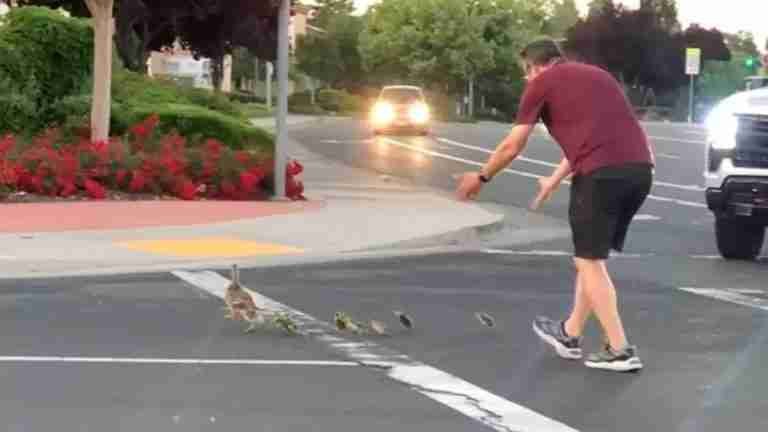 Hombre muere atropellado tras ayudar a cruzar la calle a una familia de patitos en California