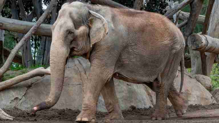 Sacrifican a Mary, la elefanta asiática de 59 años y embajadora del cuidado de animales ancianos