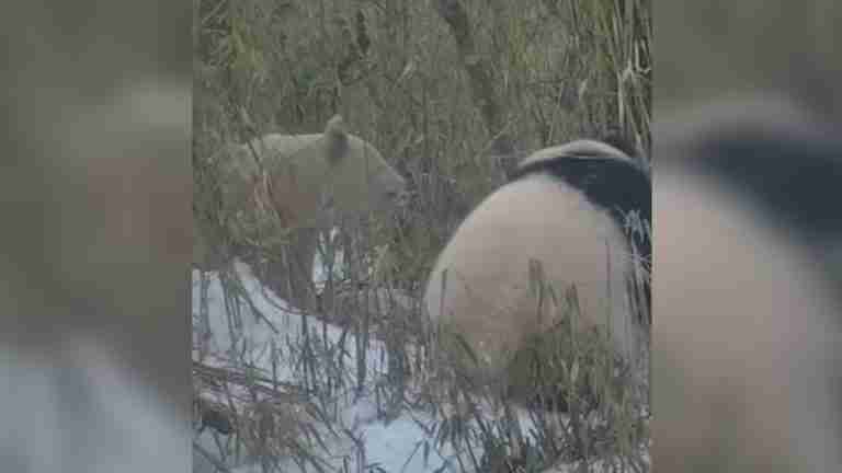 Panda albino fue visto interactuando con otros osos en reserva natural de China