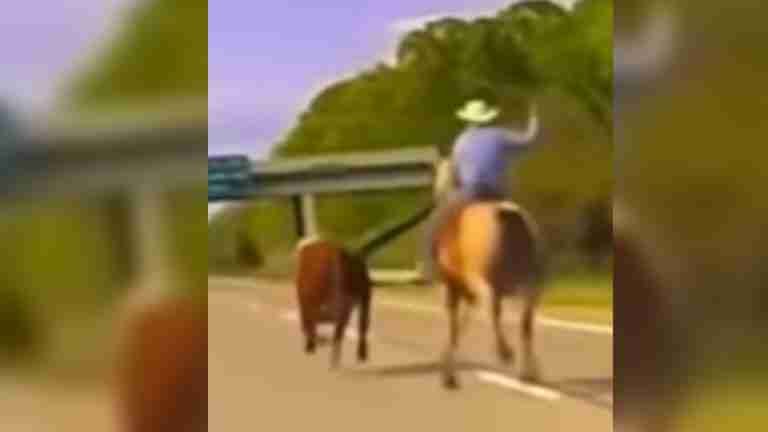 Increíble persecución en Michigan, una vaca escapa y un vaquero a caballo la persigue por la autopista
