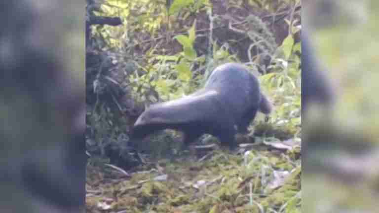 Cámaras de monitoreo de fauna silvestre en Envigado captaron por primera vez a un grisón