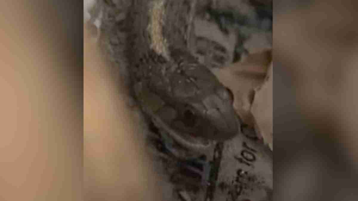 Serpiente dentro de una casa.
