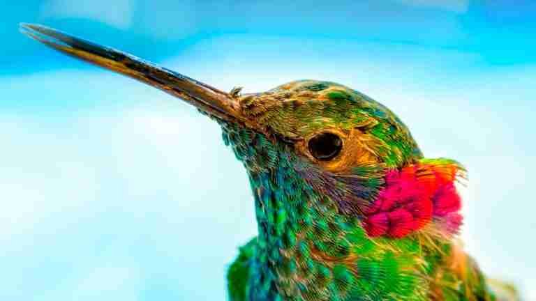 Colombia vuela alto: Ganador constante del Global Big Day en avistamiento de aves