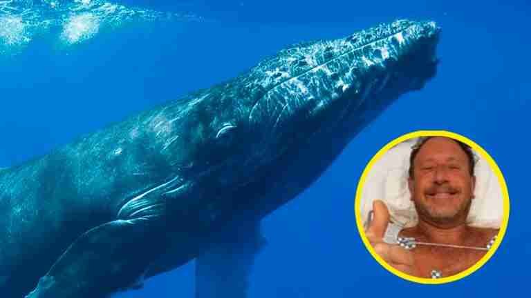 Buceador fue tragado por una ballena jorobada y sobrevivió para contarlo