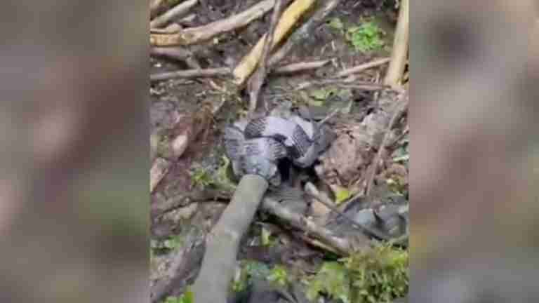 Serpiente caracolera fue liberada en El Escobero