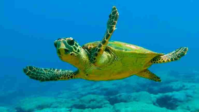 23 de mayo: Día Mundial de las Tortugas