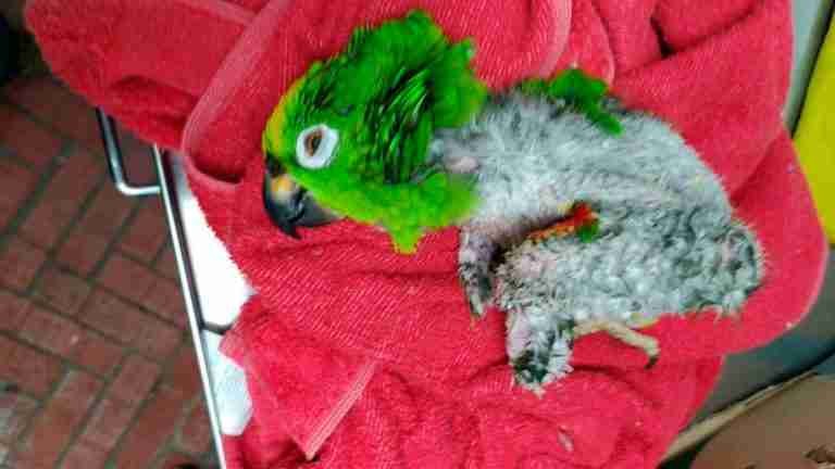 Nuevo caso de maltrato animal: obesa, sin plumas y con varias heridas murió una lora en Medellín