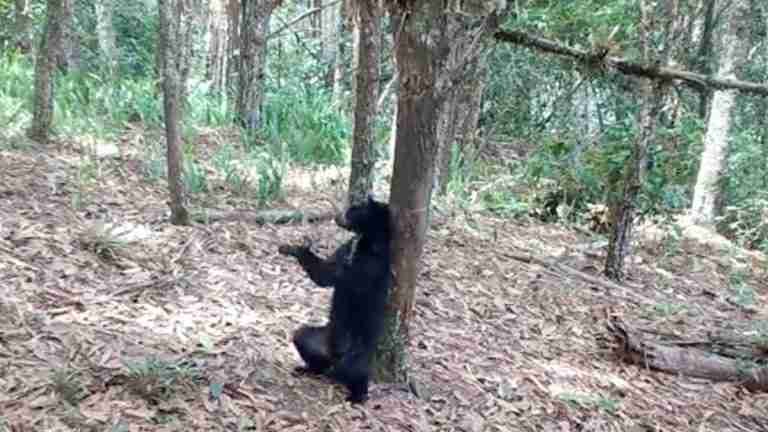¡Impresionante! Cámaras trampa instaladas en el Parque Natural Nevado del Huila, captaron una cría de oso de anteojos