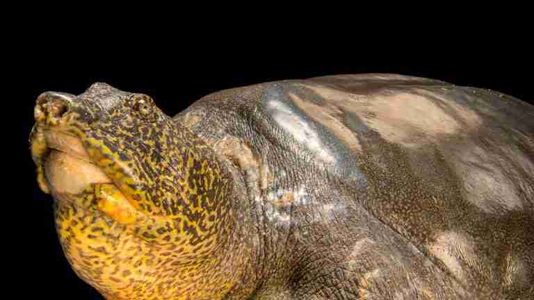 Falleció la última hembra de tortuga gigante Yangtzé