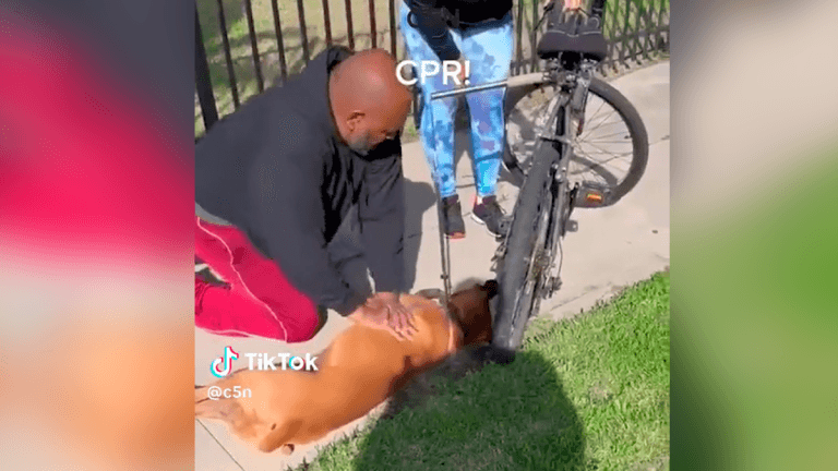 Hombre le salvó la vida a un perro practicándole reanimación cardiopulmonar