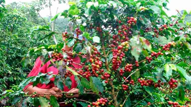 Antioquia se convierte en un referente en la producción de café de alta calidad
