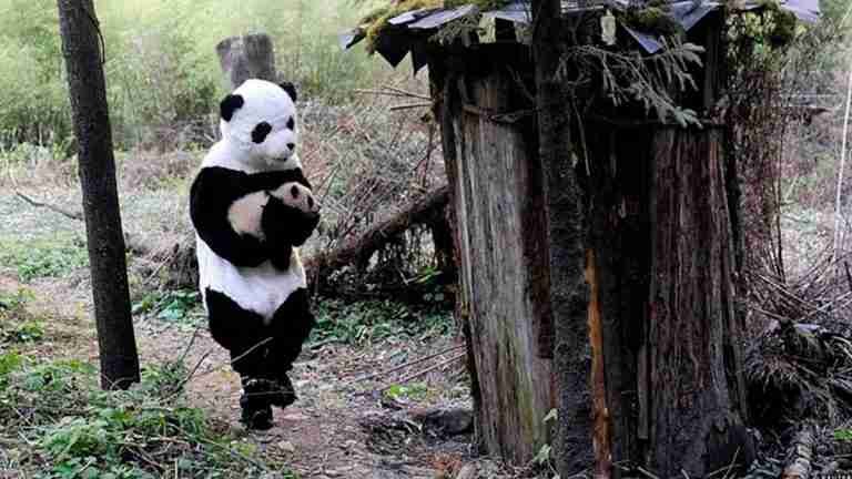 Disfraces de osos panda: la clave para la protección y entrenamiento de estos animales en China