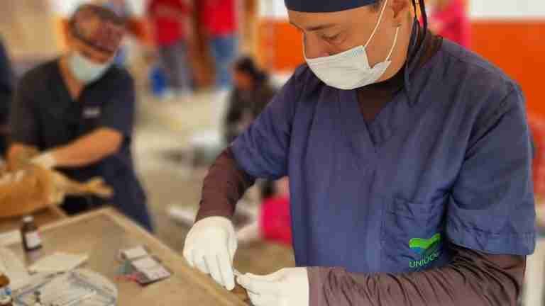 Aproveche las jornadas gratuitas de esterilización de gatos y perros en Antioquia