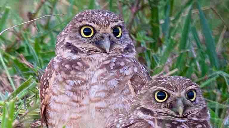Colombia lanza su nueva Estrategia Nacional para la Conservación de las Aves