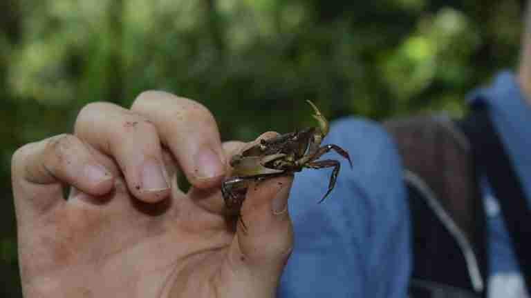 ¿Corre peligro el hábitat del cangrejo de agua dulce en Manizales?