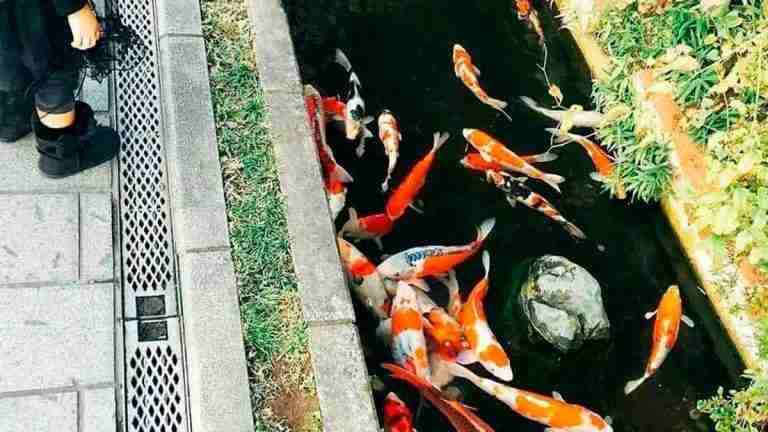 Peces koi prosperan en los canales de drenaje de una ciudad japonesa