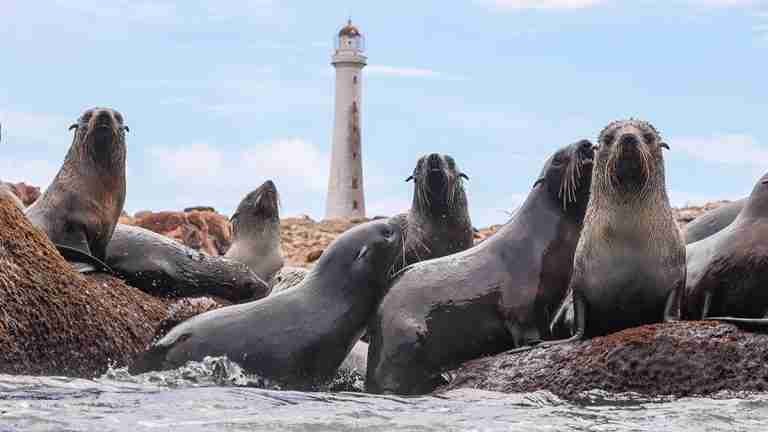 Esta curiosa isla llena de lobos de mar será ‘área marina protegida’