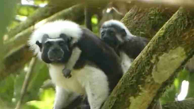 Registran nacimiento de dos titís cabeciblancos, una especie en peligro de desaparecer