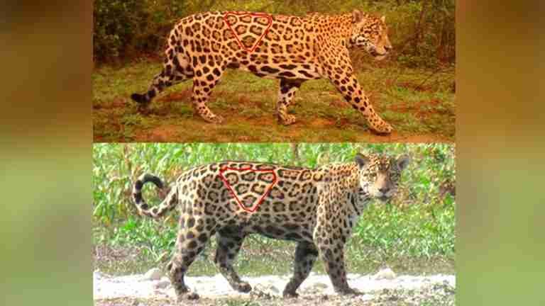 El turismo de vida silvestre prolongaría la vida del jaguar en Colombia 