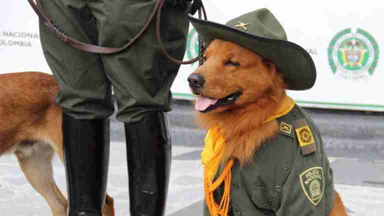 No más animales en protestas