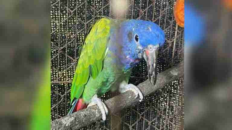 ¡Lamentable! Loro cabeciazul murió tras 17 años en cautiverio