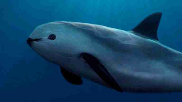 México fortalece el cuidado de la vaquita marina, especie en peligro crítico de extinción